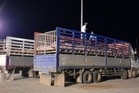 Tạm ngừng nhập khẩu lợn sống từ Thái Lan