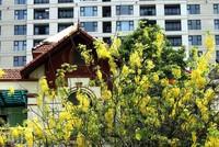 Mùa hè luôn tô điểm cho Hà Nội bằng vô số sắc hoa rực rỡ.