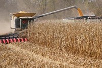 Theo số liệu của Bộ Nông nghiệp Mỹ, Trung Quốc nhập khẩu kỷ lục hơn 11,74 triệu tấn ngô từ Mỹ, trong 5 tháng đầu năm 2021. Ảnh: Reuters