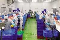 Các doanh nghiệp đang nỗ lực tìm kiếm nguồn cung để sớm có vắc-xin Covid-19 tiêm phòng cho người lao động. Trong ảnh: Dây chuyền chế biến thịt gà tại Công ty TNHH Koyu & Unitek, Khu công nghiệp Long Bình (Loteco), Biên Hòa (Đồng Nai )