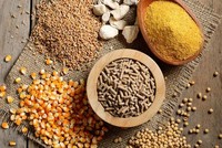 6 tháng đầu năm 2021, doanh thu xuất khẩu thức ăn chăn nuôi đã đạt hơn nửa tỷ USD.