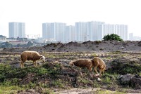 Nhiều khu đất dự án nằm chờ triển khai do chưa xác định được tiền M3. Ảnh: Dũng Minh 