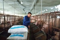 Bộ Tài chính đề xuất giảm thuế nhập khẩu lúa mỳ và ngô để giảm giá thức ăn chăn nuôi trong nước.