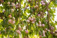 Phó Chủ tịch Sơn La: Nông sản không phải chờ "giải cứu"