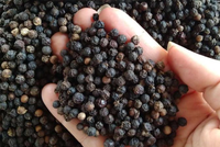 Đề xuất đưa hồ tiêu đen ra khỏi danh mục xuất khẩu có điều kiện