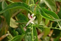 Bộ Y tế thu hồi văn bản nêu tên 12 loại thuốc hỗ trợ điều trị Covid-19.