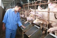 Giá thức ăn chăn nuôi tăng đột biến: Đề xuất giảm thuế nhập khẩu để “hạ nhiệt”