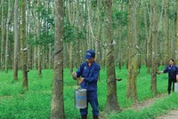 Các doanh nghiệp đều tăng mạnh doanh thu nhưng còn nhiều việc cần làm để đi đường dài và phát triển bền vững.