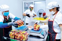 Đóng vải thiều vào hộp theo tiêu chuẩn xuất khẩu sang Nhật Bản tại CTCP Ameii Việt Nam. Ảnh: Thành Chung