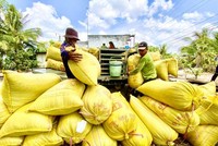 Ngân hàng Nhà nước chỉ đạo đẩy mạnh cho vay thu mua, kinh doanh thóc, gạo