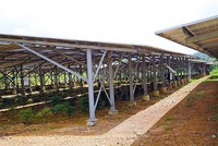 Dưới những tấm pin năng lượng mặt trời tại một dự án trang trại nông nghiệp ở Tây Nguyên chỉ là vài cây đinh lăng trồng để “đối phó”. Ảnh: Nhiệt Băng