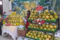 Mặc dù đã vào vụ thu hoạch nhưng vựa bưởi Phúc Trạch tại Hương Khê, Hà Tĩnh gặp khó bởi các thị trường tiêu thụ phải tuân thủ nghiêm ngặt chỉ thị chống dịch Covid-19.