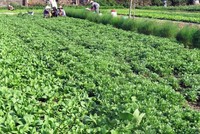 Dự án vườn rau công nghệ cao kết hợp du lịch cộng đồng được đầu tư dựa trên sản phẩm đã có sẵn và các hộ dân cùng tham gia góp cổ phần theo các hình thức khác nhau