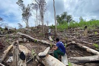 Phú Yên: Rừng phòng hộ Sơn Hòa bị phá, dừng điều hành công việc của lãnh đạo Ban Quản lý rừng
