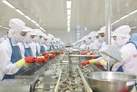 Dù hợp đồng rất lớn, song Thủy sản Minh Phú phải đối mặt với nỗi lo thiếu nguyên liệu, cước vận tải tăng, thiếu container.