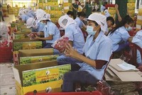 Để xuất khẩu nông sản bền vững sang Anh, doanh nghiệp cần thực hành sản xuất theo tiêu chuẩn GlobalGAP