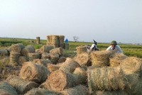 Tận dụng rơm cho bò ăn, mỗi năm, một hộ chăn nuôi ở huyện Ba Vì (Hà Nội) có thể tiết kiệm 200 triệu đồng. (Ảnh: Nguyễn Nga)