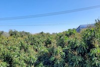 Dự án sẽ đầu tư hạ tầng công từ sản xuất đến chế biến, tiêu thụ thực phẩm cho vùng sản xuất cây ăn trái an toàn tập trung trên địa bàn tỉnh Đồng Tháp