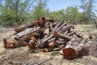 Người dân phản ánh đến chính quyền việc nhiều hecta rừng phi lao phòng hộ bị “cưa nhầm” khi thi công dự án. Ảnh T.Đ