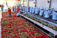 Xuất khẩu hàng rau quả của Việt Nam trong tháng 8/2021 đạt 230 triệu USD, mức thấp nhất kể từ tháng 7/2020.