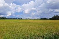 Đồng Tháp được phép chuyển 31,41 ha đất trồng lúa sang đất phi nông nghiệp