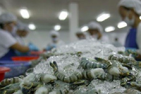 8 tháng năm 2021, nhập khẩu thủy sản tăng 17,3% so với cùng kỳ, đạt gần 1,35 tỷ USD, trong đó nhập từ Ấn Độ gần 230 triệu USD.