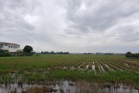 Thôn Phong Nam, xã Hòa Châu, huyện Hòa Vang là nơi quy hoạch Dự án Khu đô thị Phong Nam. Ảnh: Nhiệt Băng