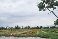 Hạ tầng “chắp vá”, nhiều dự án tại Khu đô thị mới Điện Nam - Điện Ngọc biến thành nơi trồng rau, trồng hoa