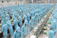 Người lao động làm việc trong nhà máy sơ chế cá tra của IDI Seafood. (Ảnh IDI).