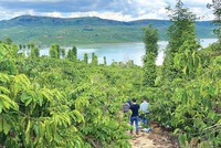 Nhà đầu tư đi săn đất nông nghiệp ở Lâm Đồng. Ảnh: Lê Toàn