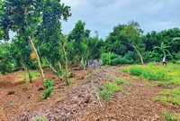 Nhà đầu tư đi săn đất vườn tại Đồng Nai. 