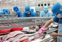 Giá cá tra có xu hướng phục hồi sớm hơn và mạnh mẽ hơn tác động tích cực tới doanh thu của Vĩnh Hoàn.