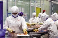 Sản xuất tại Công ty cổ phần Thủy sản Cafatex (Hậu Giang). Ảnh: Đức Thanh