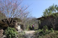 Trong vườn nhà dân, khuôn viên các trường học, công sở... những gốc đào đá nhiều năm tuổi đã bung hoa đỏ rực, dù gần 2 tháng nữa mới đến Tết Nguyên đán. 