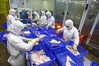 Chuỗi cung ứng thủy sản cũng đã bắt đầu được khôi phục.