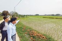 “Mê lực” đất nền