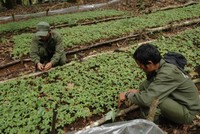 Tỉnh Kon Tum có nhiều tiềm năng về phát triển cây dược liệu.