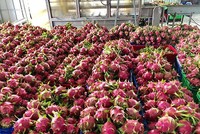 Trung Quốc đã khôi phục thông quan nhập khẩu thanh long trở lại qua cửa khẩu Lào Cai.