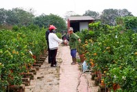 Quất Tứ Liên lúc lỉu vào vụ Tết Nhâm Dần 2022