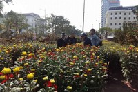 Chợ hoa Tết Nhâm Dần năm 2022 tổ chức khu vực Quảng trường 2/9, từ ngày 22/1 - 21h ngày 31/1 (tức từ ngày 20 đến hết ngày 29 tháng Chạp).