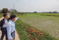 Đất nền đang hút mạnh dòng tiền mới 