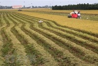 Thu hoạch cuối vụ lúa Thu Đông năm 2021 tại xã Tân Mỹ, huyện Thanh Bình. (Ảnh: Nguyễn Văn Trí/TTXVN) 