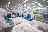 Sao Ta báo lãi ròng tăng gần 27%, có hơn 700 tỷ đồng tiền gửi ngân hàng