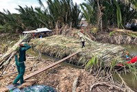 Giá đường thế giới được nhận định sớm hồi phục