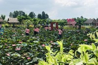 Đồng Tháp tạo thương hiệu "Sen Đồng Tháp" để phát triển du lịch địa phương