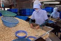 8 container hạt điều đã được các doanh nghiệp tái xuất sang thị trường Hà Lan.