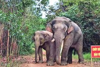 Khu bảo tồn thiên nhiên - văn hóa Đồng Nai là nơi cư trú của nhiều loài động vật hoang dã, quý hiếm.