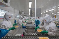 Chế biến tôm xuất khẩu ở Sóc Trăng. Ảnh: Nguyễn Trung