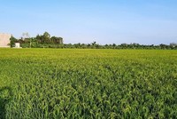 Bạc Liêu được chuyển mục đích sử dụng đất để thực hiện 2 dự án khu đô thị