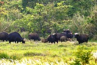 Đàn bò tót quý hiếm ở Khu bảo tồn thiên nhiên - văn hóa Đồng Nai